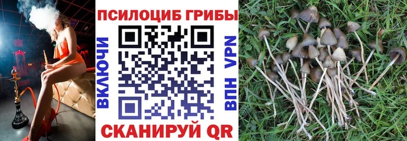 Галлюциногенные грибы мицелий  где продают наркотики  Пучеж 